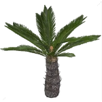 King Sago (Aurora Designs)