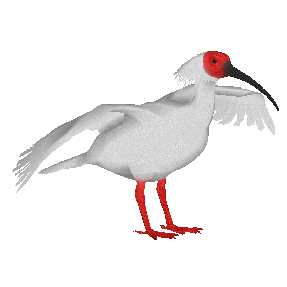 Japanese Crested Ibis (Dacentru & Maks) | ZT2 Download Library