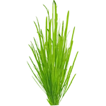 Vallisneria spiralis (PaJaS30) (235 KB) Vallisneria spiralis (PaJaS30)