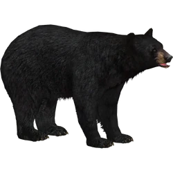 Category:Bears | ZT2 Download Library Wiki | Fandom