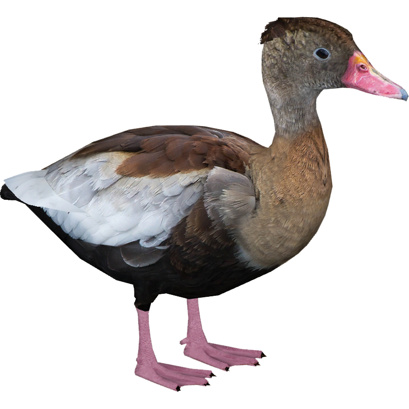 Black-bellied Whistling-duck (Zoo Tycooner FR) | ZT2 Download 