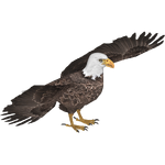 Bald Eagle (JimmyzHoopz)