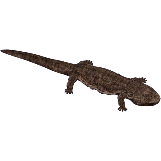 Japanese Giant Salamander (ZTABC Team) | ZT2 Download Library Wiki