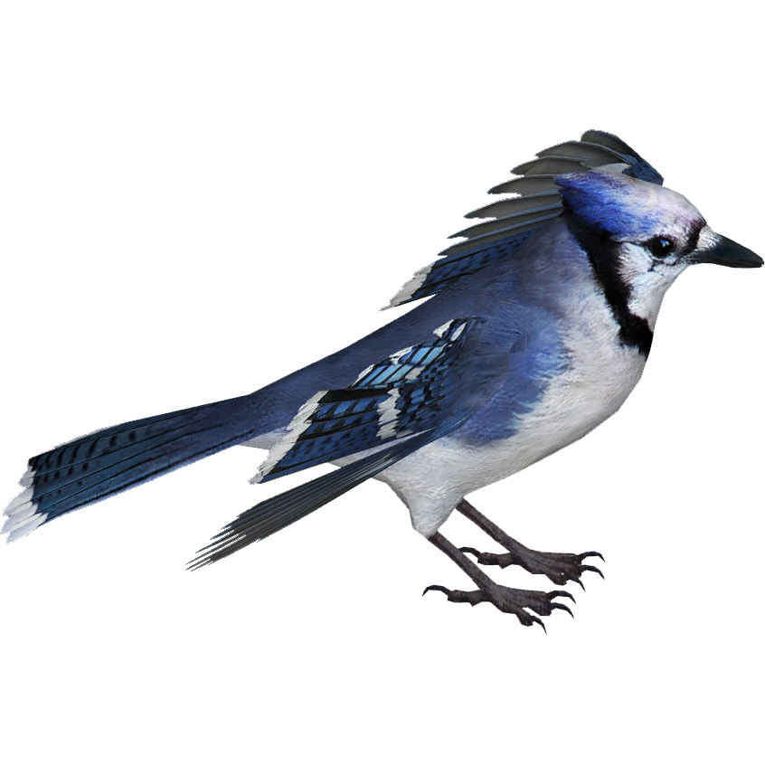 Blue Jay (HENDRIX), ZT2 Download Library Wiki