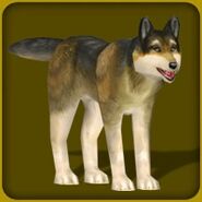 Mexican Wolf