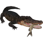 American Alligator (Scott)