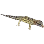 Leopard Gecko (Ulquiorra)
