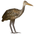 Limpkin (VGnome)