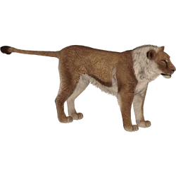 Category:Palaeoloxodon28 | ZT2 Download Library Wiki | Fandom