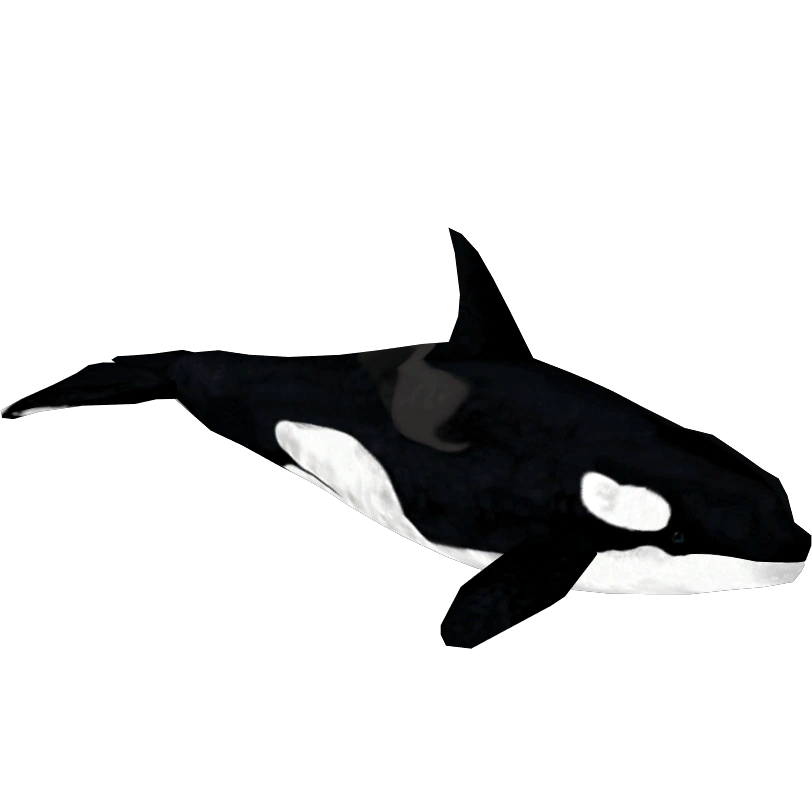 Orca AkuAページ Killer Whale 8.25