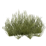 Starry Stonewort (Z-Studio) (239 KB) Starry Stonewort (Z-Studio)