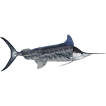 Striped Marlin (Zoo Tycooner FR)