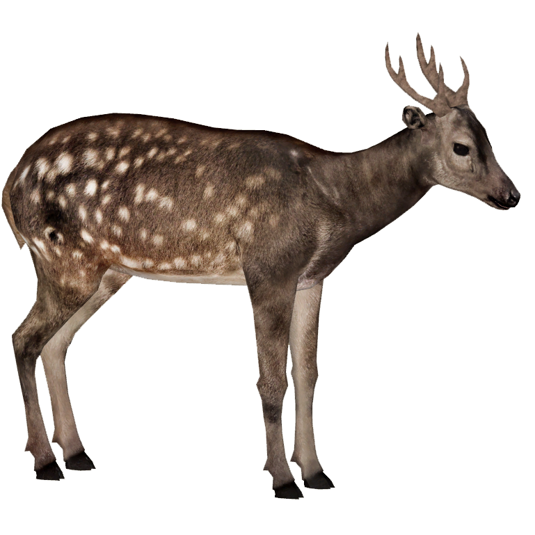 Mini Spotted Deer - Mabinogi World Wiki