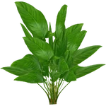 Anubias hastifolia (PaJaS30) (440 KB) Anubias hastifolia (PaJaS30)