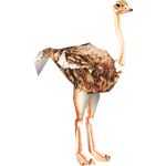 Arabian Ostrich (Dinosaur)