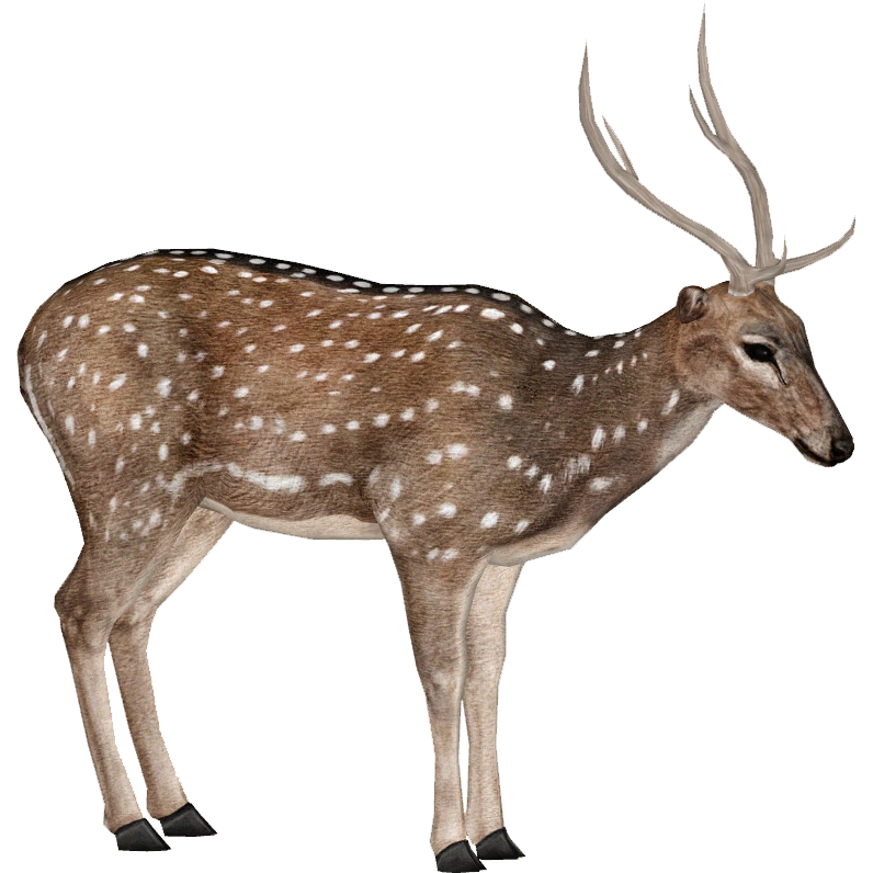 Axis Deer (ZTABC Team) ZT2 Download Library Wiki Fandom