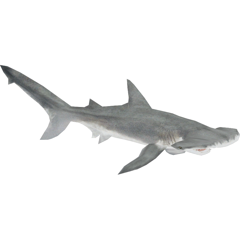 Bonnethead Shark (Buffzoo & NanoLancensis) | ZT2 Download 