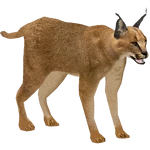 Southern Caracal (Dedennedillo) (957 KB) Southern Caracal (Dedennedillo)