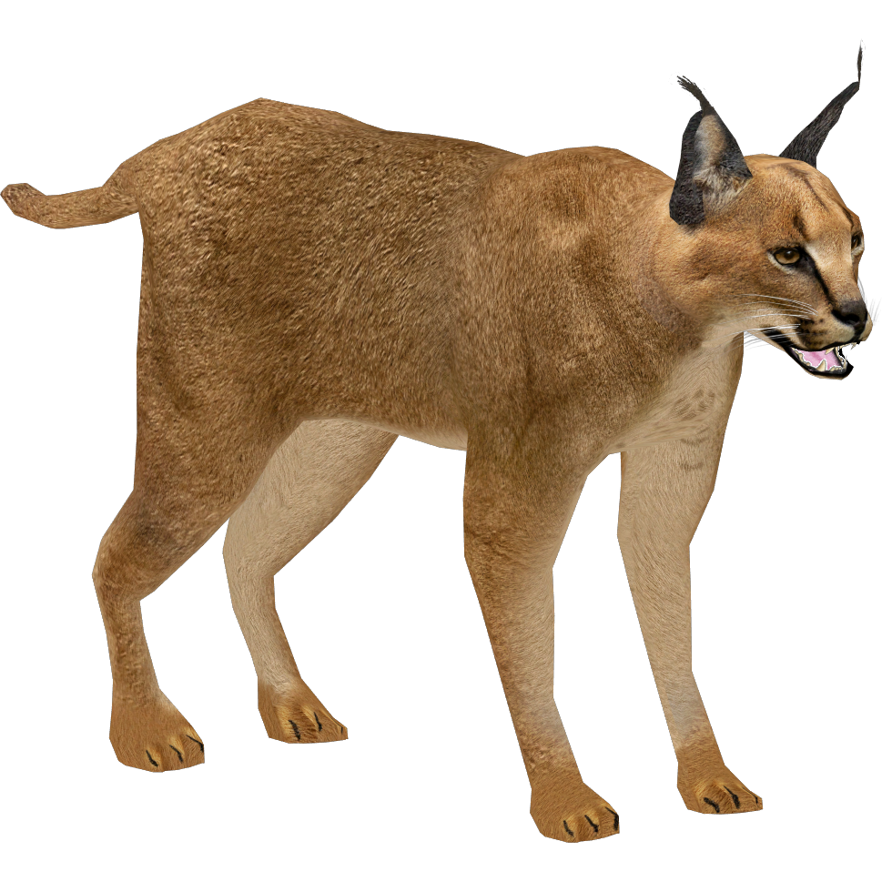 Caracal - Wikipedia