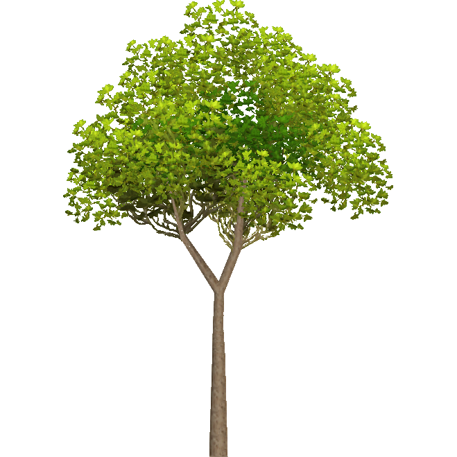 Guava Tree (Holden) | ZT2 Download Library Wiki | Fandom