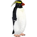 Rockhopper Penguin (Buffzoo) (162 KB) Rockhopper Penguin (Buffzoo)