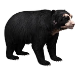 Spectacled Bear (Aurora Designs) (212 KB) Spectacled Bear (Aurora Designs)