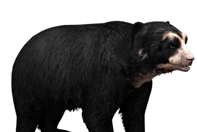 Japanese Black Bear (Santi195) | ZT2 Download Library Wiki