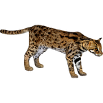 Leopard Cat (16529950)