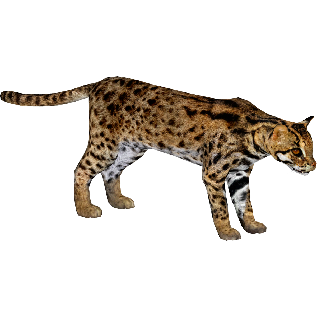 Roadkill: Through the Eyes of the Leopard Cat — Voices of