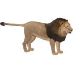 Lion (Zebrasorus) (1.27 MB) Lion (Zebrasorus)