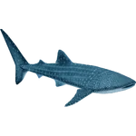 Whale Shark (Buffzoo, Jen bubblywums, Leaf & Thom) (235 KB) Whale Shark (Buffzoo, Jen bubblywums, Leaf & Thom)