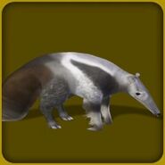 Giant Anteater