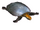 Central American River Turtle (Flish)