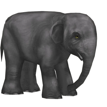 ELEPHANT 2冊 latest?cb=20200919133730