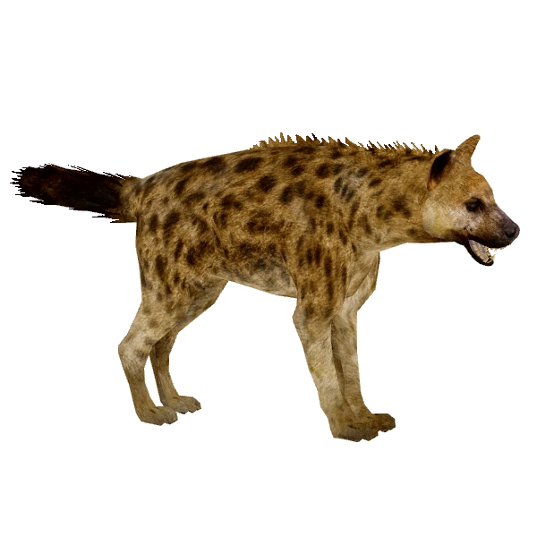 HYENA STATION  Spotted Hyena (Tyranachu) | ZT2 Download Library Wiki | Fandom