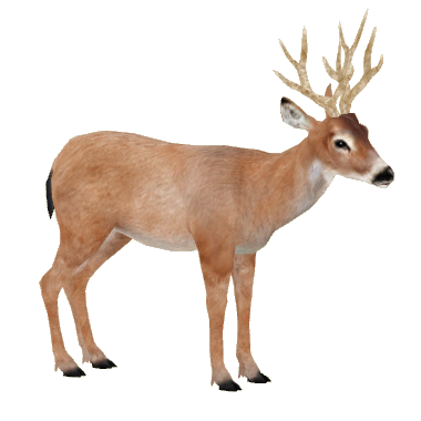 Black-tailed Deer (Tamara Henson) | ZT2 Download Library Wiki | Fandom