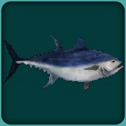 Atlantic Bluefin Tuna