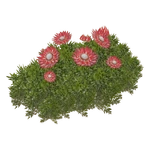 King Protea (Otter Lord)