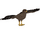 Steppe Eagle (Austroraptor)