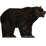 Mexican Grizzly Bear (JohnVM)