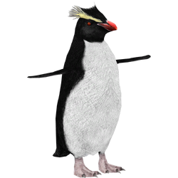 Category:Penguins | ZT2 Download Library Wiki | Fandom
