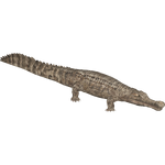 Sarcosuchus (HENDRIX)