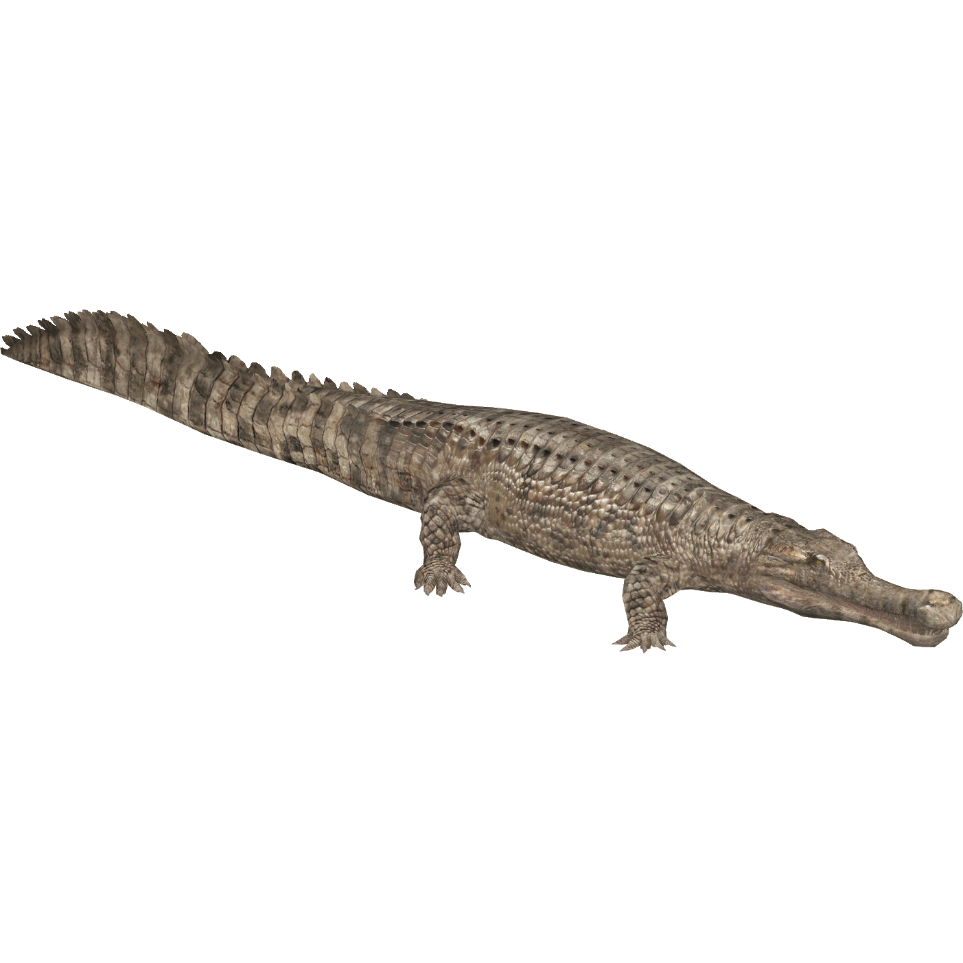 Sarcosuchus imperator - Wikipedia