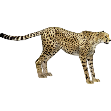 Cheetah (Aurora Designs) | ZT2 Download Library Wiki | Fandom