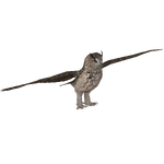 Eurasian Eagle Owl (ZTABC Team)