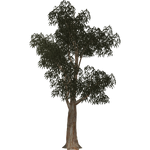 Eucalyptus Trees (Thom)