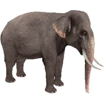 (未使用･未開封品)Borneos Pygmy Elephants [Blu-ray] Borneo's Pygmy Elephants | Watch documentary - iwonder