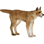 Dingo (Zerosvalmont)