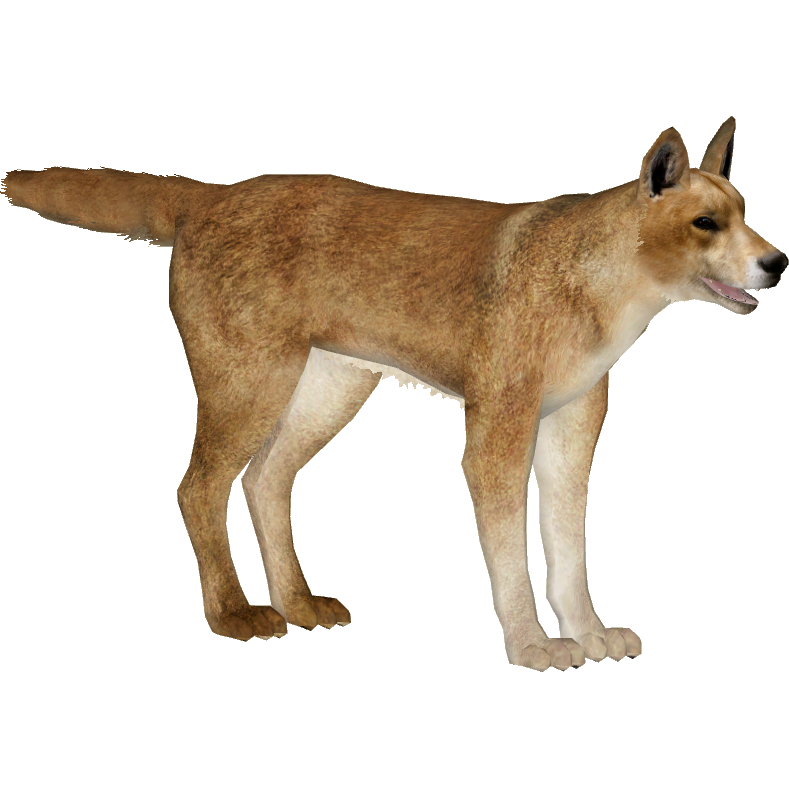 Canis lupus dingo - Wikipedia