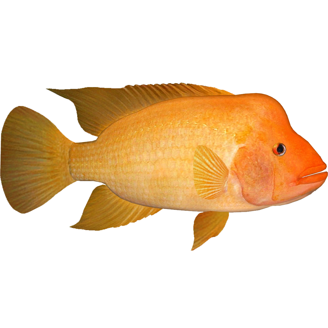 Typhus チフス Nocomis leptocephalus » NCFishes.com